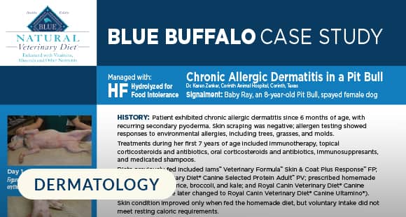 Case Study on Chronic Allergic Dermatitis in a Pit Bull