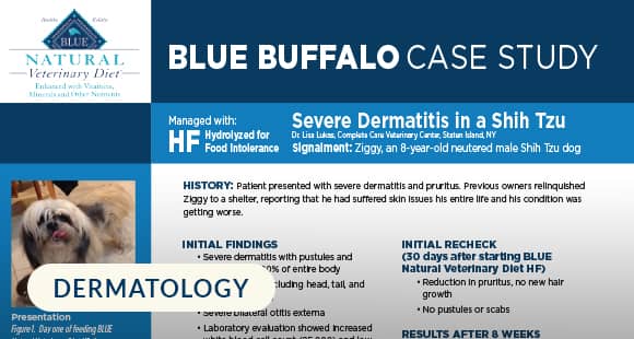 Case Study of Severe Dermatitis in a Shih Tzu